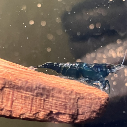 Neocaridina davidii