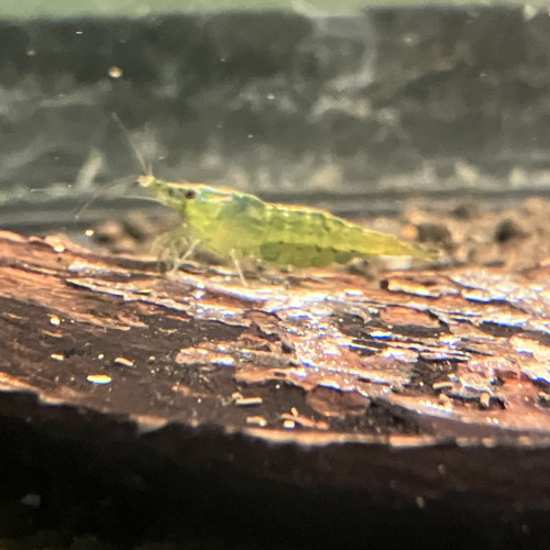 Neocaridina davidii