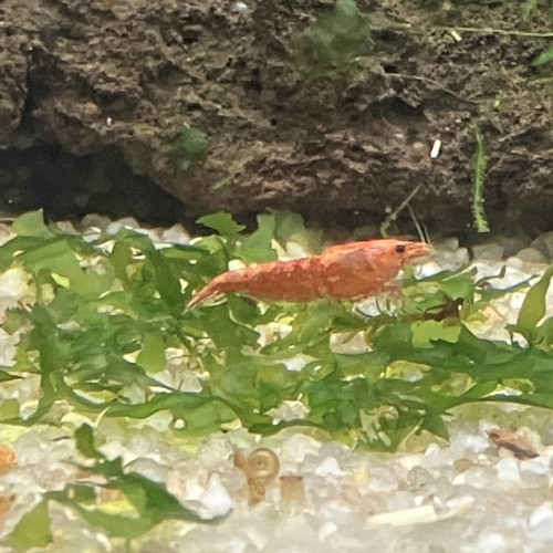 Neocaridina davidii