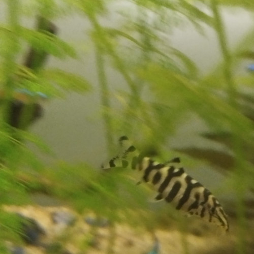 Poisson botia lochata