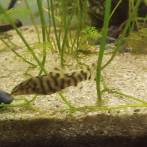 Poisson botia lochata
