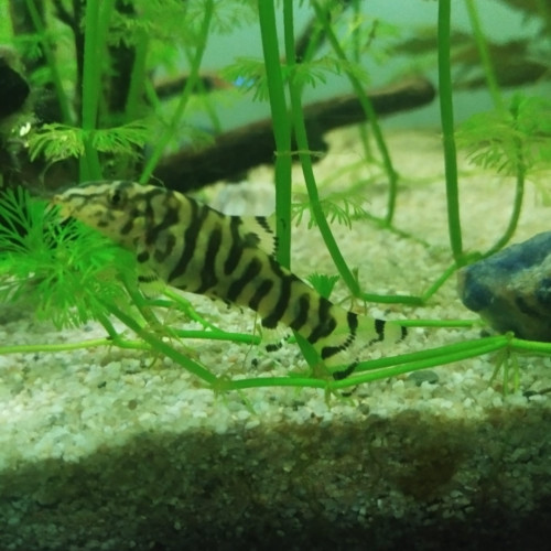 Poisson botia lochata