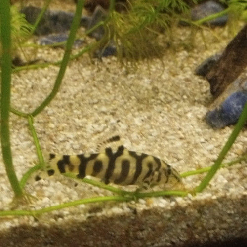 Poisson botia lochata