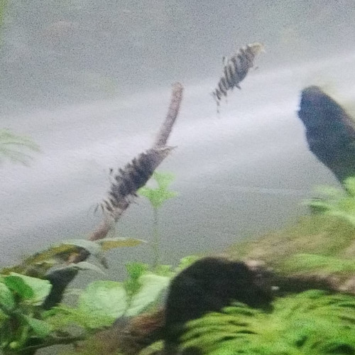 Poisson botia lochata