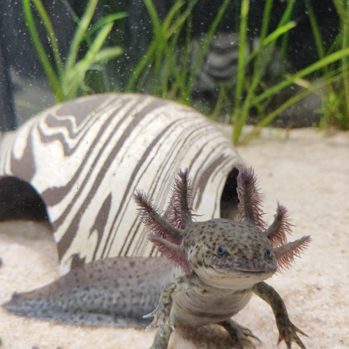 Axolotl