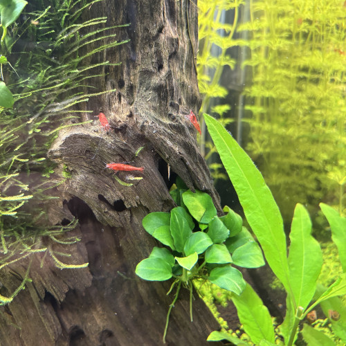 Crevette Red Cherry