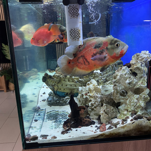 Oscars et poisson perroquet