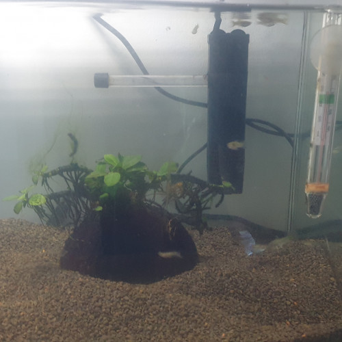 Don de guppy