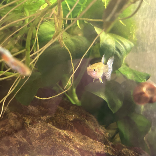 Guppy/Endlers Mix
