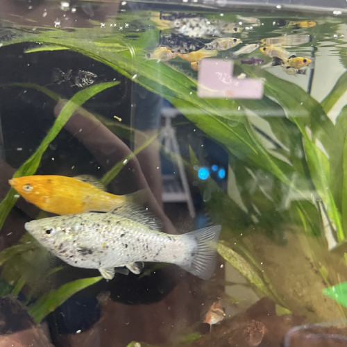 alevins molly à 1€
