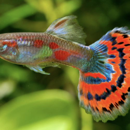 Guppy