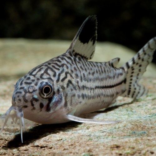 Corydoras