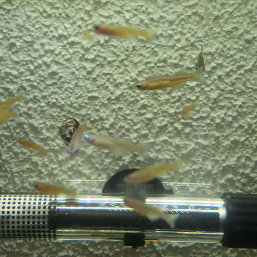 Pseudomugil gertrudae