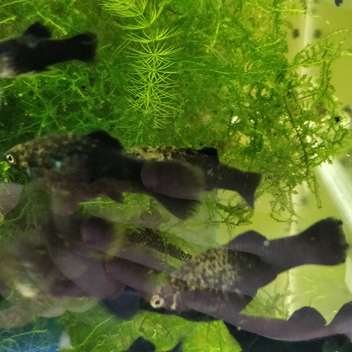 Black mollys