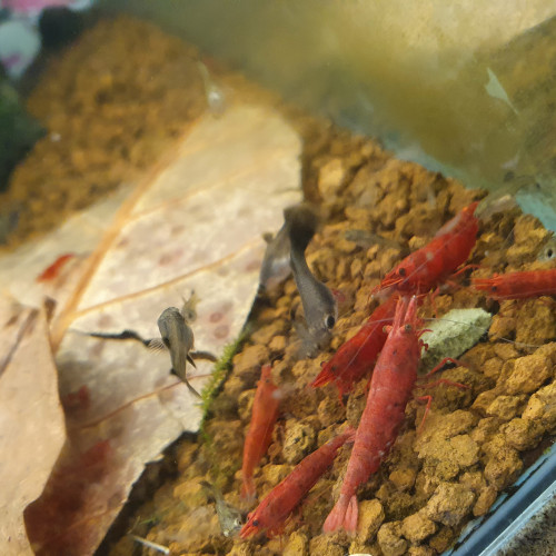 Neocaridina sakura extra red