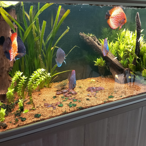 Discus