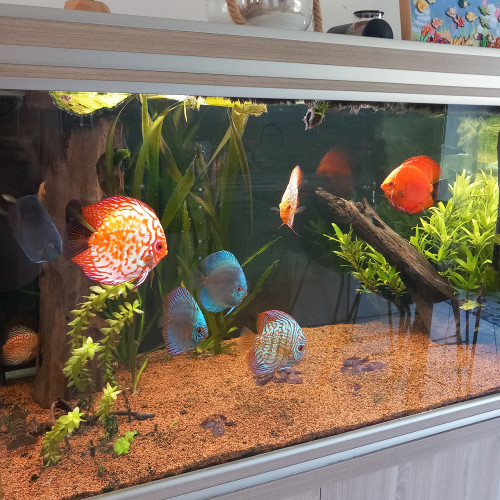 Discus