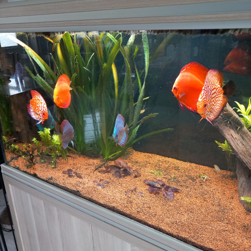 Discus