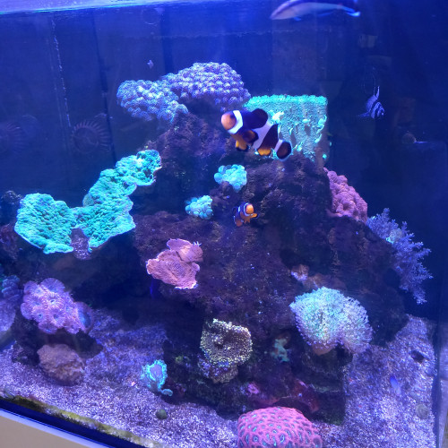 Aquarium