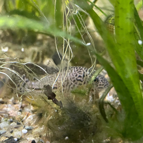 Corydoras