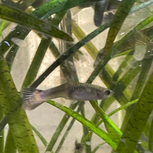 Guppy