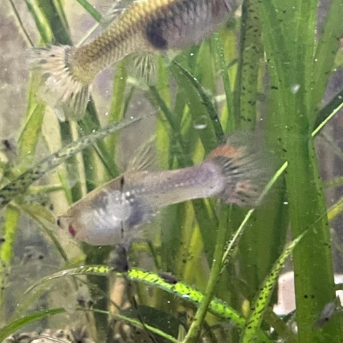 Guppy