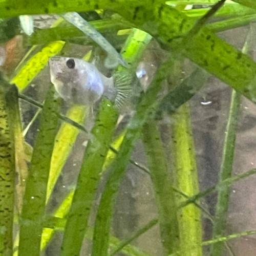 Guppy