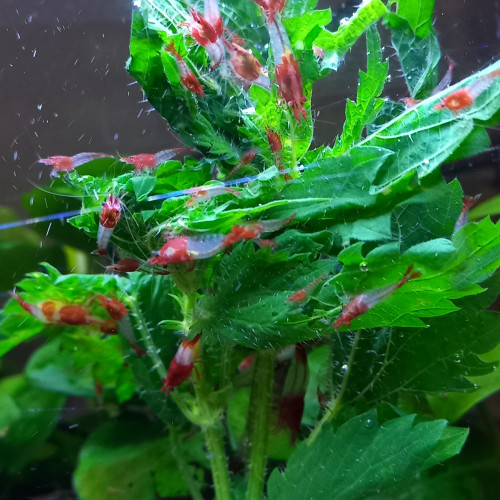 Crevettes rili red