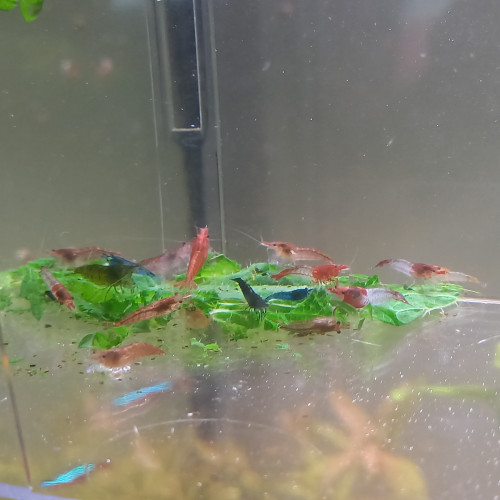 Crevettes déclassées neocaridina tout venant