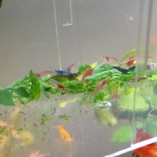 Crevettes déclassées neocaridina tout venant