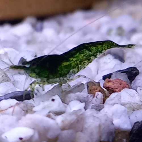 Crevette neocaridina green jade