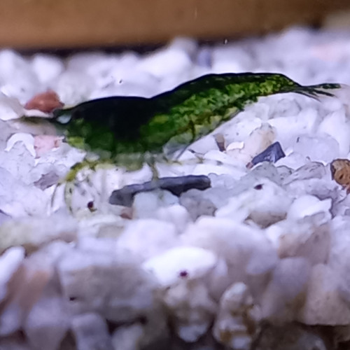Crevette neocaridina green jade