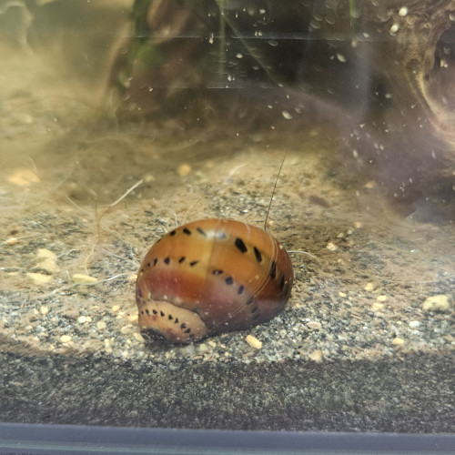 Neritina à donner
