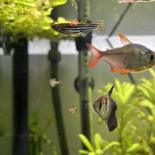 Danio Reirio