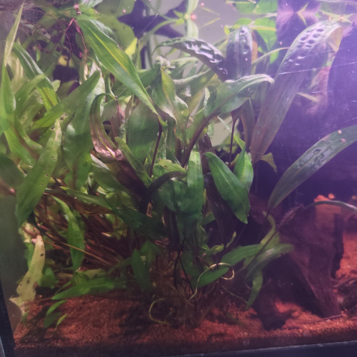 Cryptocorine wendtii green