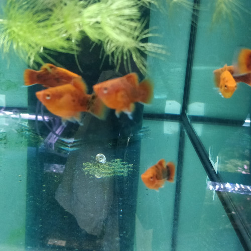 Platys corail rouge berlinois