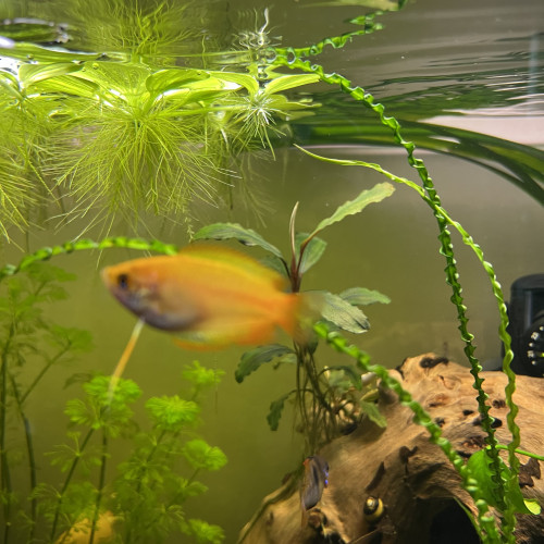 4 colisas chuna gold a donner (2M et 2F)