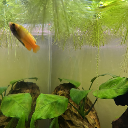 4 colisas chuna gold a donner (2M et 2F)