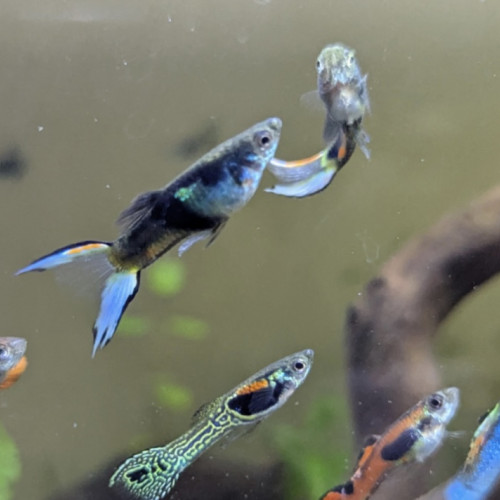 Guppy mix
