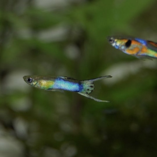 Guppy mix