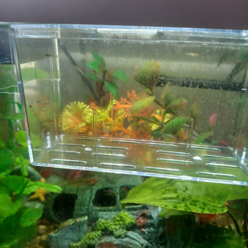 Alevins guppy