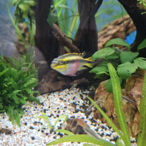 Pelmatochromis