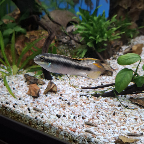 Pelmatochromis