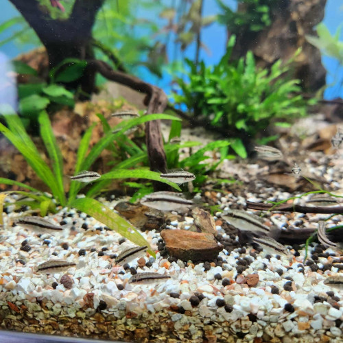 Pelmatochromis