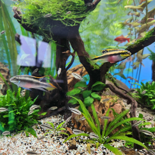 Pelmatochromis
