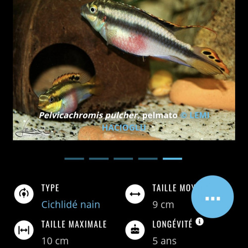 Pelmatochromis