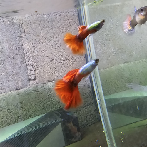 Guppy Halfmoon Platinium Full red