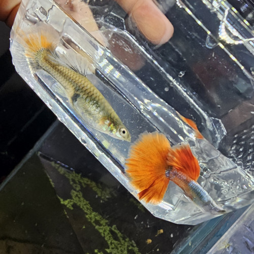 Guppy Halfmoon Platinium Full red