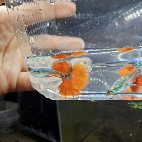 Guppy Halfmoon Platinium Full red