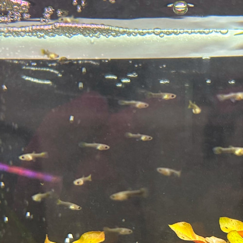 Alevins guppy